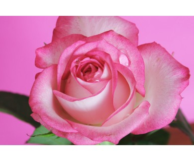 Фотообои Бутон розовой розы
