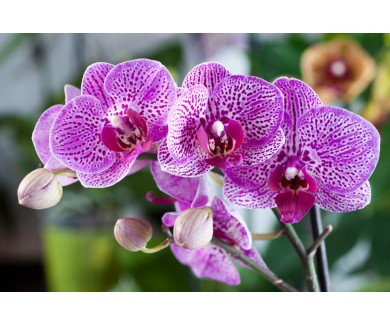 Фотообои Красивые фиолетовые орхидеи фаленопсис