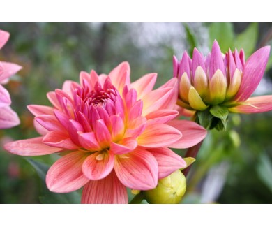 Фотообои Красивые осенние цветы - георгины