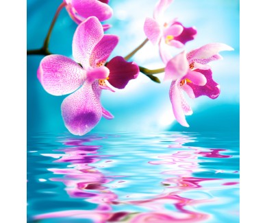 Фотообои Орхидеи и их отражение в воде
