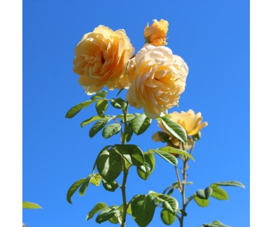 Фотообои Пышные розы