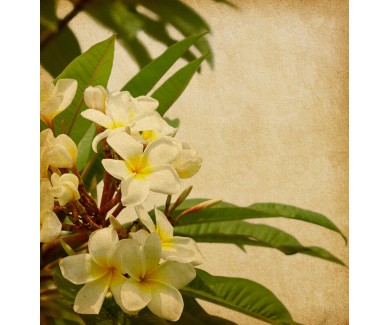 Фотообои Тропические цветы плюмерия на фоне старой бумаги