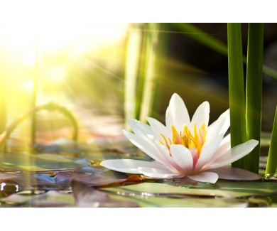 Фотообои Цветок лотоса