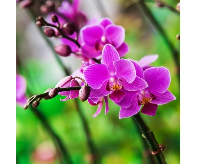 Фотообои Цветок орхидеи с розовыми прожилками