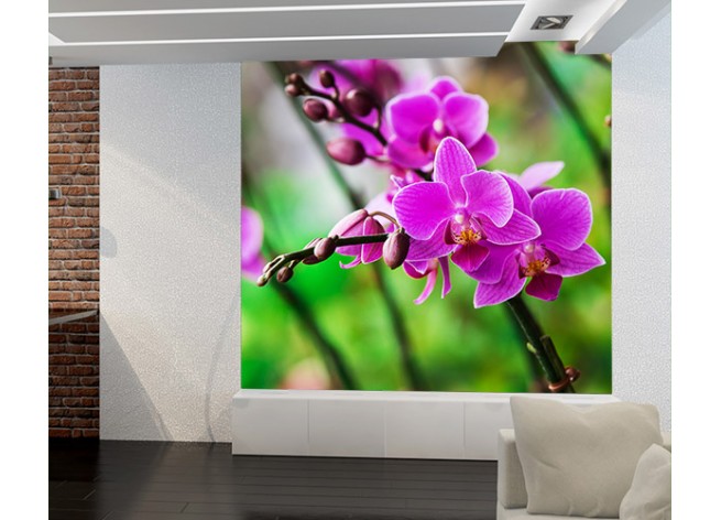 Фотообои Цветок орхидеи с розовыми прожилками