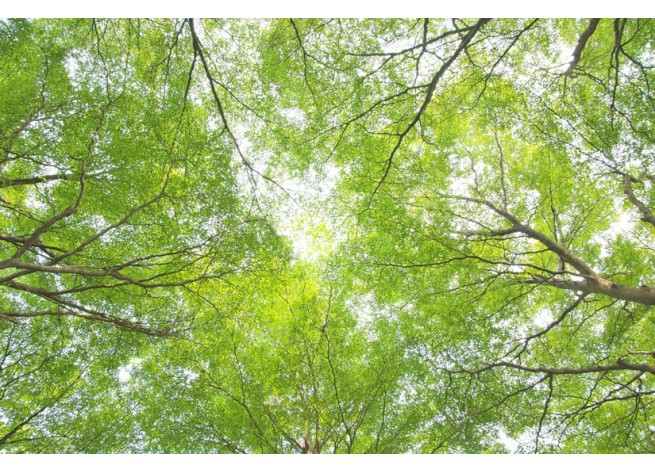 Фотообои Листва деревьев, закрывающая небо