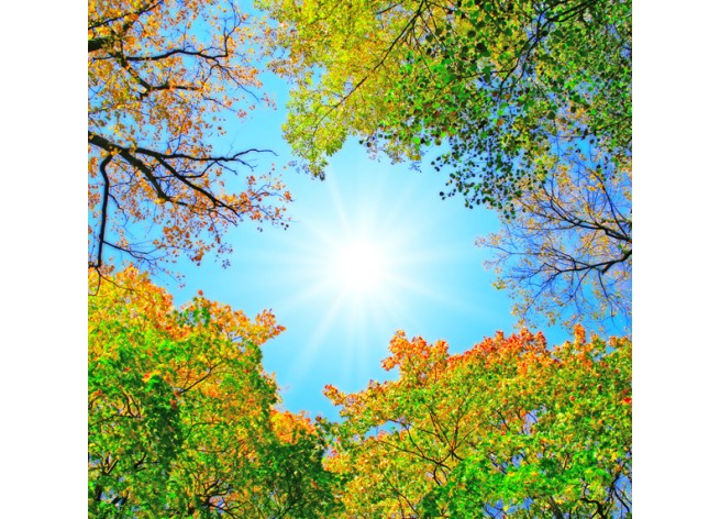 Фотообои Светящее сквозь деревья солнце