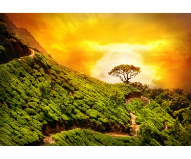 Фотообои Чайная плантация, Индия