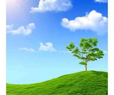 Фотообои Дерево на зеленом холме, на фоне голубого неба