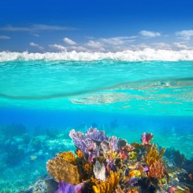 Фотообои Ривьера Майя коралловый риф