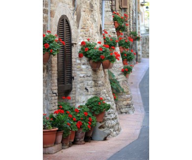 Фотообои Цветы герани на улицах Ассизи, Умбрия, Италия