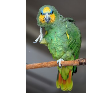 Фотообои Амазонский попугай