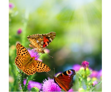 Фотообои Бабочки на цветках