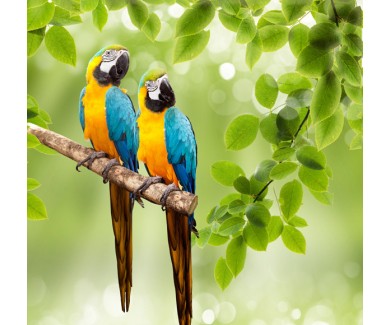Фотообои Два попугая на зелёном фоне