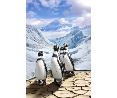 Фотообои Группа пингвинов