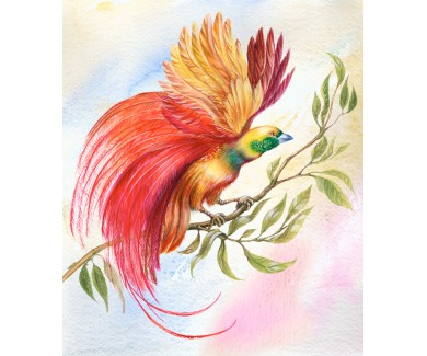 Фотообои Красочная птица с необычными перьями