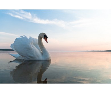 Фотообои Лебедь на озере в солнечный день