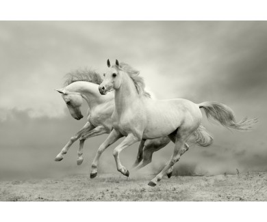 Фотообои Лошади в степи
