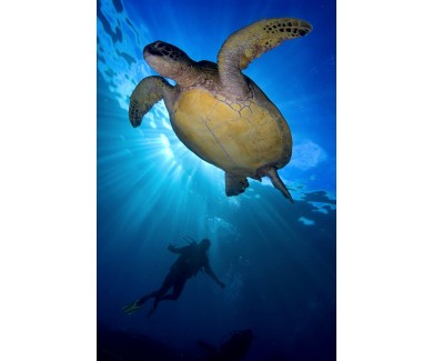 Фотообои Морская черепаха, вид снизу