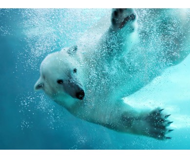 Фотообои Полярный медведь под водой