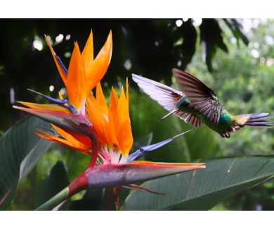 Фотообои Полёт колибри к цветку стрелиция
