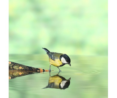 Фотообои Птица, охотящаяся на воде