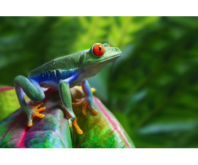 Фотообои Разноцветная тропическая лягушка