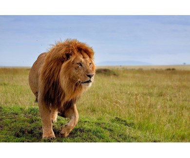 Фотообои Самый красивый Лев из племени Масаи Мара