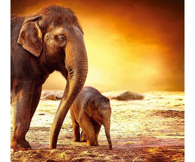 Фотообои Семья слонов на закате