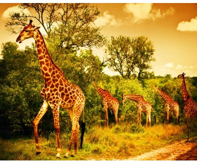 Фотообои Семья южно африканских жирафов
