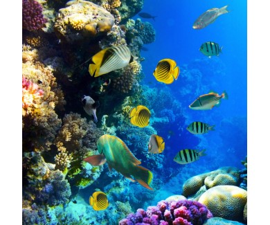 Фотообои Тропические рыбы в коралловом рифе