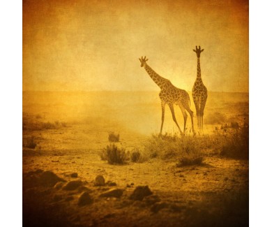 Фотообои Винтажное изображение жирафов в Национальном парке