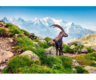 Фотообои Альпийский горный козёл