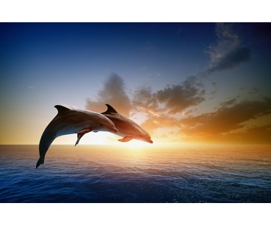 Фотообои Дельфины на закате