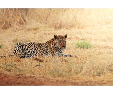 Фотообои Леопард крупным планом
