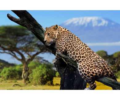 Фотообои Леопард на фоне Килиманджаро