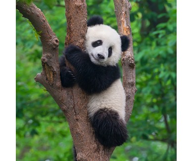 Фотообои Маленькая панда