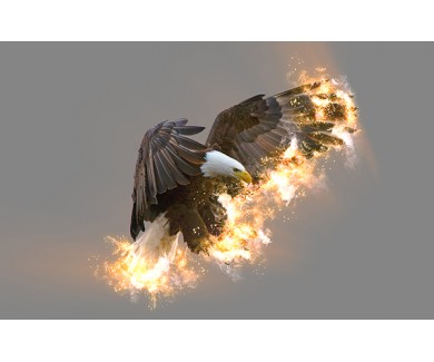 Фотообои Огненный орёл
