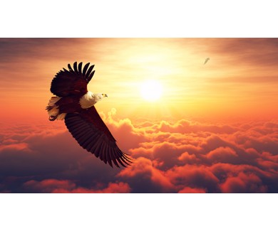 Фотообои Орёл на закате