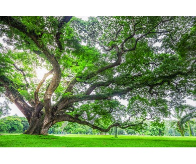 Фотообои Гигантское дерево