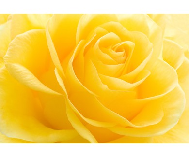 Фотообои Желтая роза макро снимок