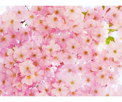 Фотообои Красивый фон цветение вишни