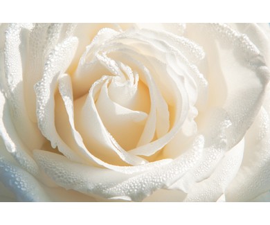 Фотообои Макро фото белая роза