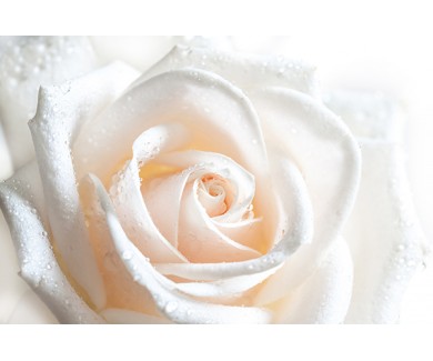Фотообои Макро фото белая роза - 2