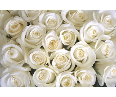 Фотообои Фон из белых роз