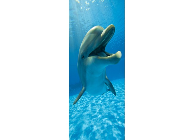 Наклейка на дверь Весёлый дельфин
