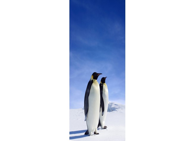 Наклейка на дверь Два Пингвины в Антарктиде