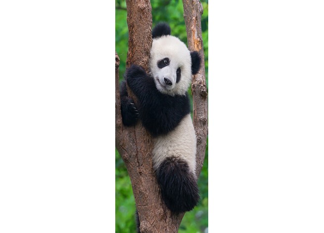 Наклейка на дверь Панда на дереве