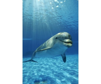 Фотообои Игривый дельфин