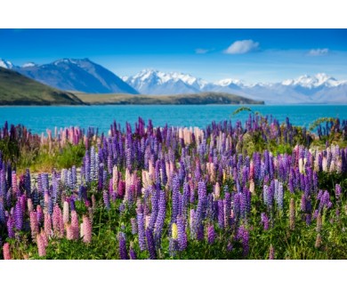 Фотообои Горное озеро с цветущими лупинами